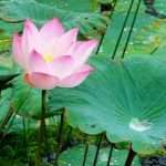 App – „My Affirmations“ – Affirmationen in der eigenen Stimme