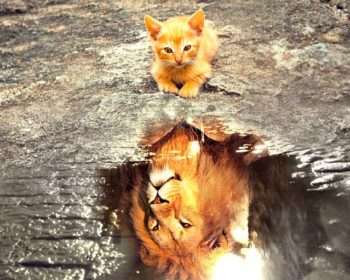 Affirmationen: Kätzchen sieht Spiegelbild eines Löwen. Symbolbild für Selbstvertrauen und innere Stärke.