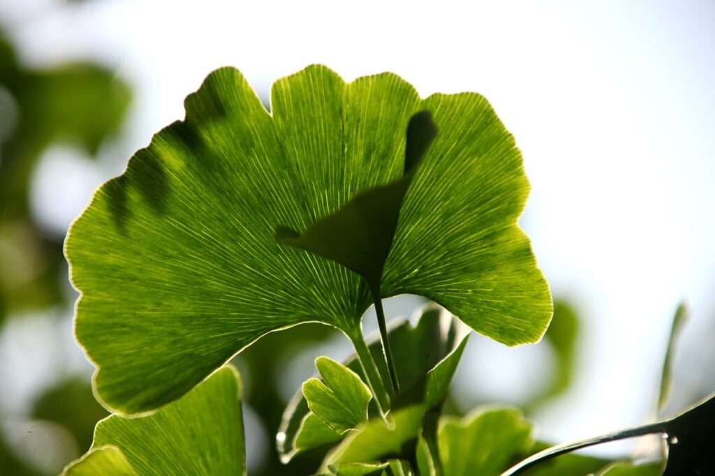 Grünes Ginkgo-Blatt im Detail. Viktor Frankl: Über den Sinn des Lebens Buch-Tipp.