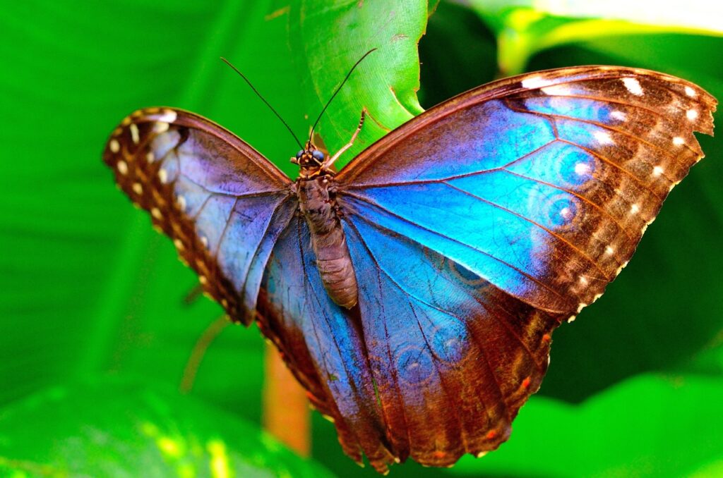 Blauer Krafttier Schmetterling mit zarten Flügeln auf einem grünen Blatt.