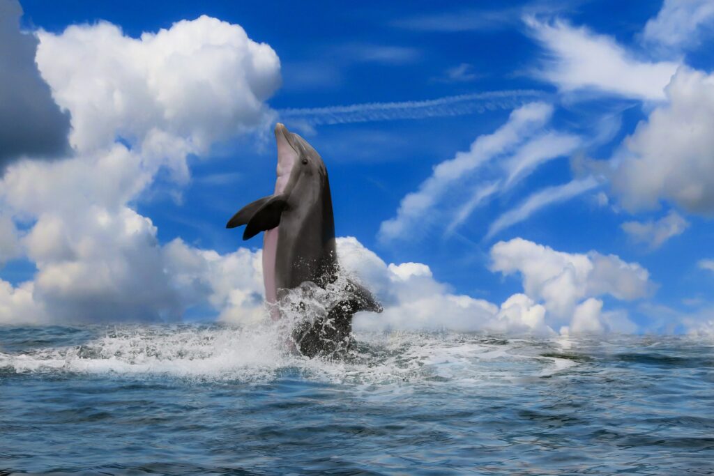 Springender, intelligenter Delfin, ein magisches Krafttier des Meeres vor blauem Himmel mit Wolken.