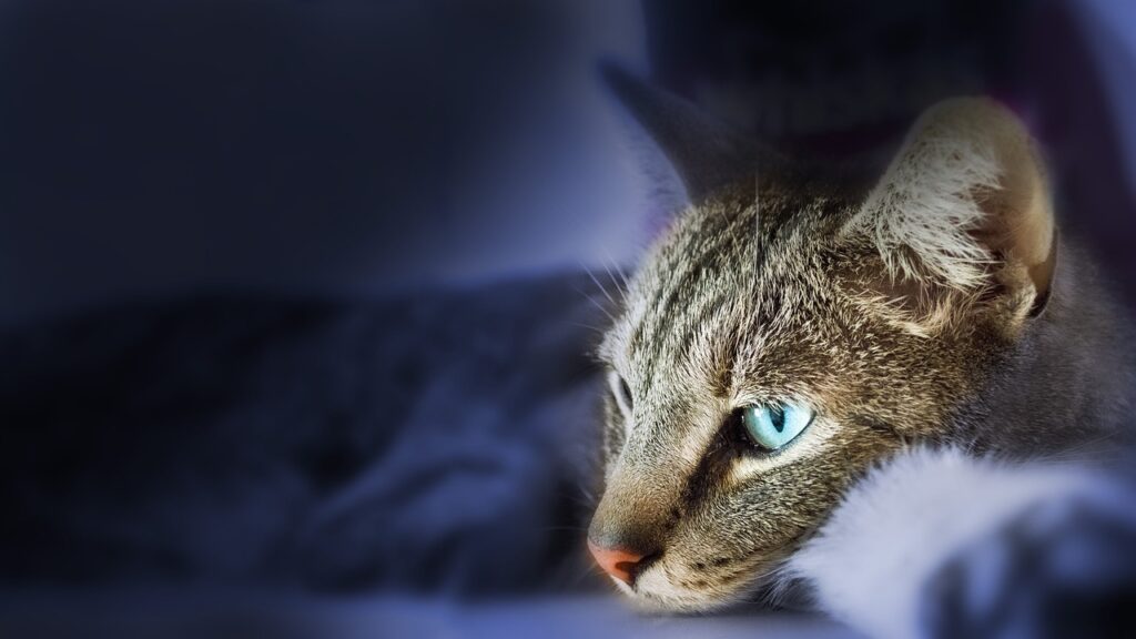 Die Katze als Krafttier: Nahaufnahme einer Hauskatze mit blauen Augen. Sanfter Stubentiger im Fokus.