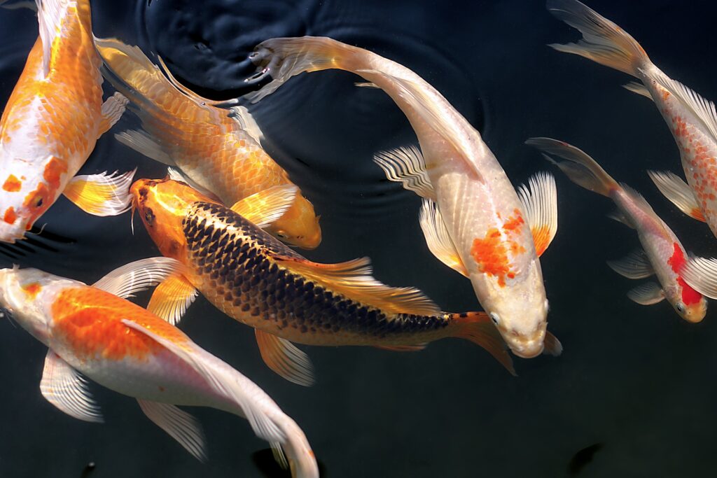 Japanische Koi Karpfen, Glückskarpfen im dunklen Wasser. Die Fische haben unterschiedliche Farben.