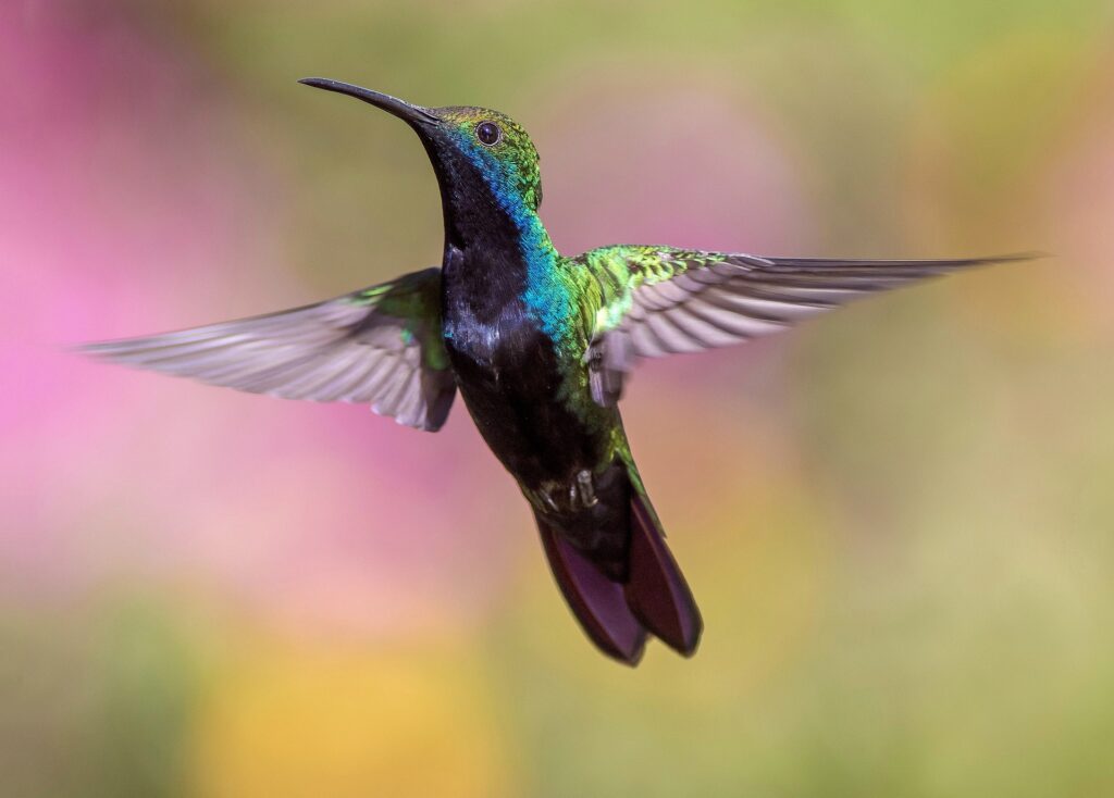 Kolibri Vogel im Flug. Der Kolibri als Krafttier, ein fliegender Diamant mit grünem Gefieder. Symbol für Lebensfreude.