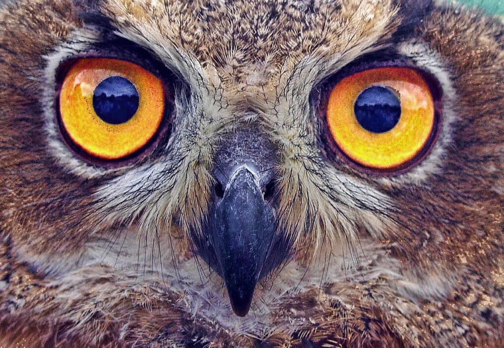 Nahaufnahme: Krafttier Eule mit gelben Augen. Unheimliche nächtliche Weisheit.