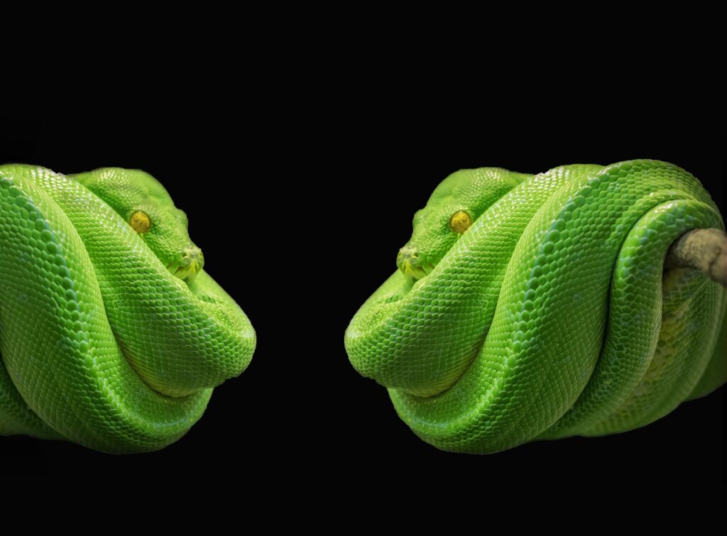 Krafttier Schlange: Zwei grüne Baumpythons, gefährliche Weisheit, Gift und Heilung. Schlangen auf Ast vor schwarzem Hintergrund.