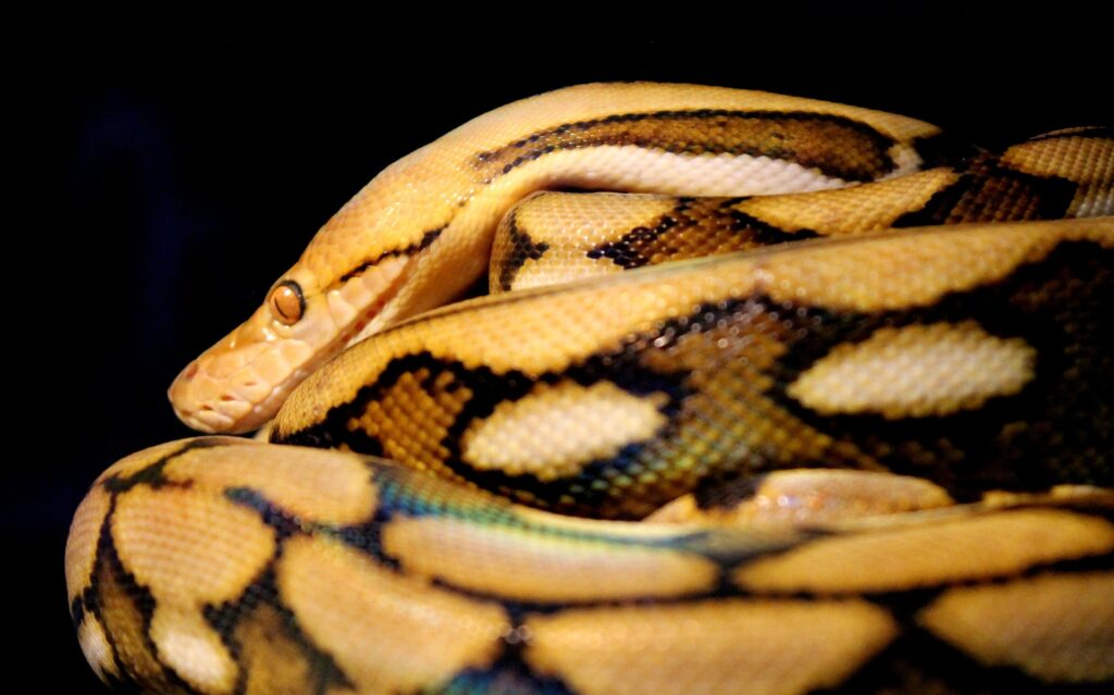 Krafttier Schlange: Gelbe Python, zusammengerollt. Gefährliche Weisheit, Symbol für Gift und Heilung, Reptil mit Muster, Nahaufnahme.