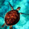 Krafttier Schildkröte: Eine Meeresschildkröte schwimmt im türkisfarbenen Wasser. Symbol für Weisheit und Geduld.