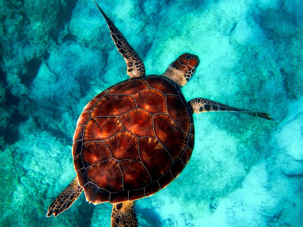 Krafttier Schildkröte: Eine Meeresschildkröte schwimmt im türkisfarbenen Wasser. Symbol für Weisheit und Geduld.