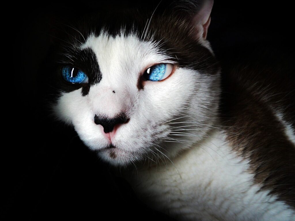 Nahaufnahme: Hauskatze als Krafttier. Sanfter Stubentiger mit strahlend blauen Augen vor dunklem Hintergrund.