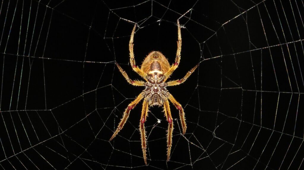 Spinne im Netz, Krafttier-Symbolik: Das Netz des Lebens, detailreiche Nahaufnahme einer Spinne in ihrem kunstvollen Netz.