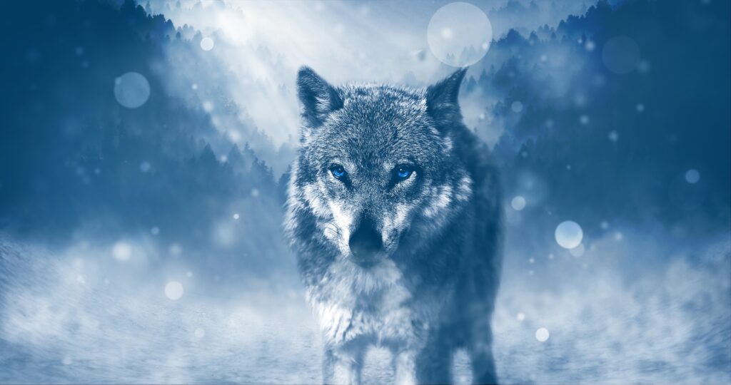 Der Wolf als Krafttier: Ein weiser Lehrer. Nahaufnahme eines Wolfs mit blauen Augen vor verschwommenem Hintergrund.