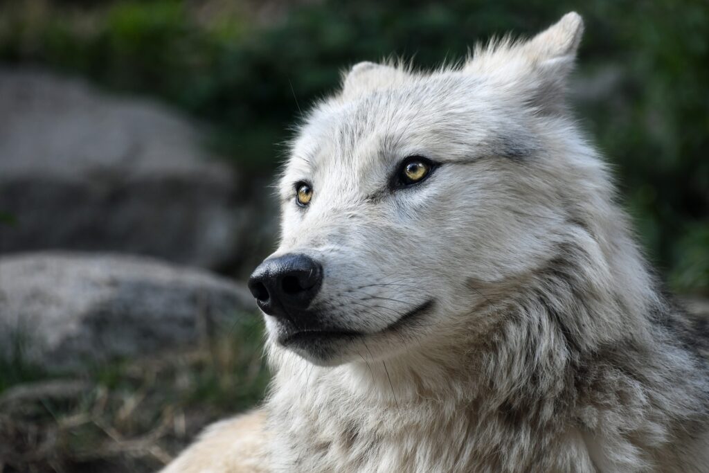 Nahaufnahme eines weißen Wolfs als Krafttier, ein weiser Lehrer, aufmerksam und fokussiert.