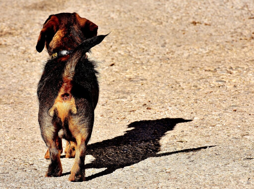 Dackel als Krafttier: Kleiner brauner Dackel von hinten, sein Schatten ist auf dem Boden, Dackelblick.