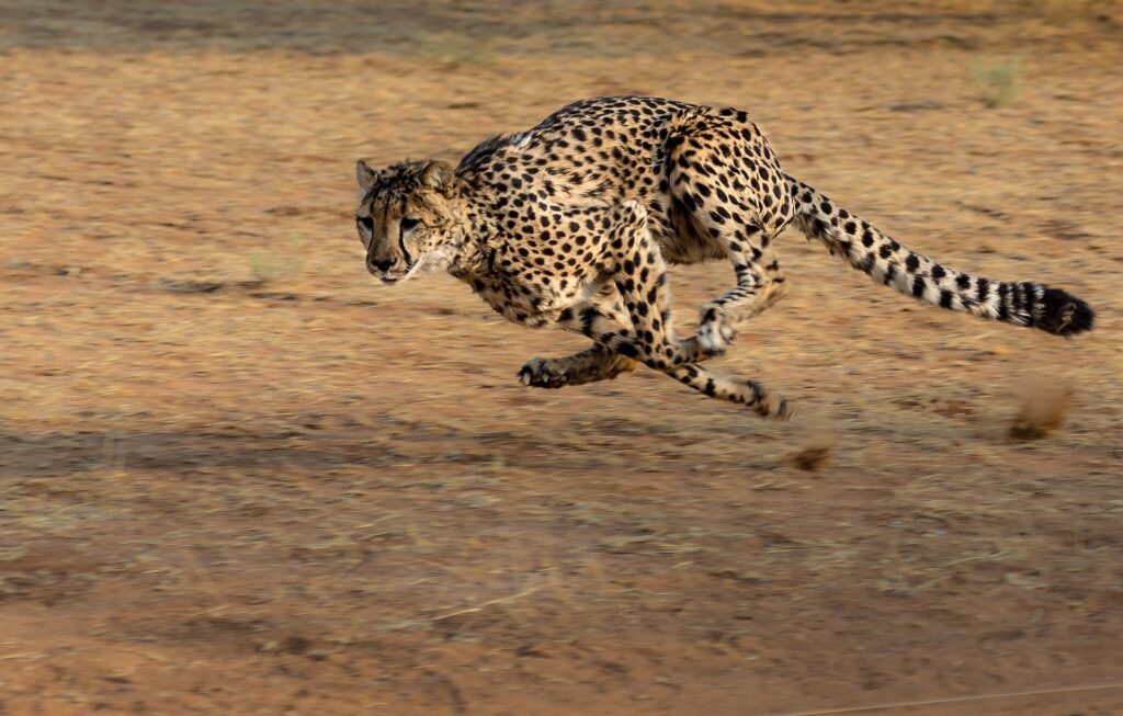 Cheetah, der Gepard, rennt schnell über das Feld. Das Krafttier der Freiheit in Aktion.