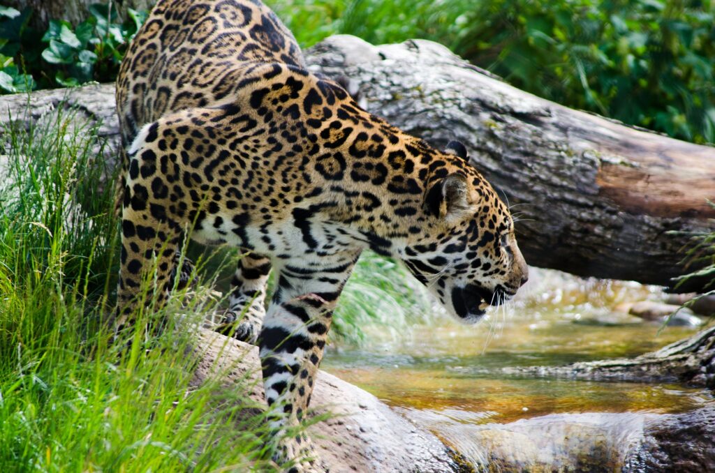 Jaguar, heiliges Schamanen-Krafttier, am Wasser. Der Jaguar mit seinem gefleckten Fell ist ein Symbol für Übergänge.