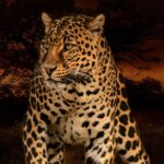 Der Leopard als Krafttier: ein stiller Begleiter zu innerer Stärke