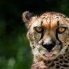 Nahaufnahme Gepard: ungebändigtes Krafttier mit gelben Augen und herausgestreckter Zunge. Geparden sind Symbole der Freiheit.