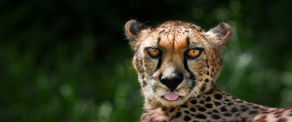 Nahaufnahme Gepard: ungebändigtes Krafttier mit gelben Augen und herausgestreckter Zunge. Geparden sind Symbole der Freiheit.