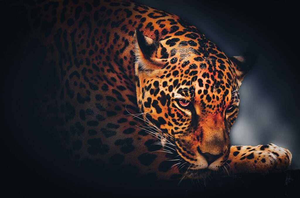 Jaguar als heiliges Schamanen-Krafttier. Nahaufnahme des Kopfes einer Raubkatze mit Fellmuster.