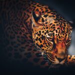 Der Jaguar, heiliges Schamanen-Krafttier der Übergänge