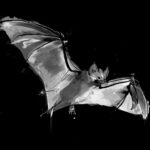 Die Fledermaus als Krafttier – Lautloser Hüter der Nacht