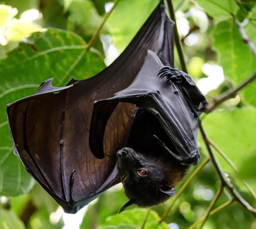 Fledermaus als Krafttier: Hängende, schwarze Fledermaus in der Nacht, ein lautloser Hüter mit roten Augen.