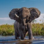 Der Elefant als Krafttier – Symbol für Stärke, Gelassenheit und uralte Weisheit