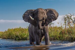 Der Elefant als Krafttier – Symbol für Stärke, Gelassenheit und uralte Weisheit
